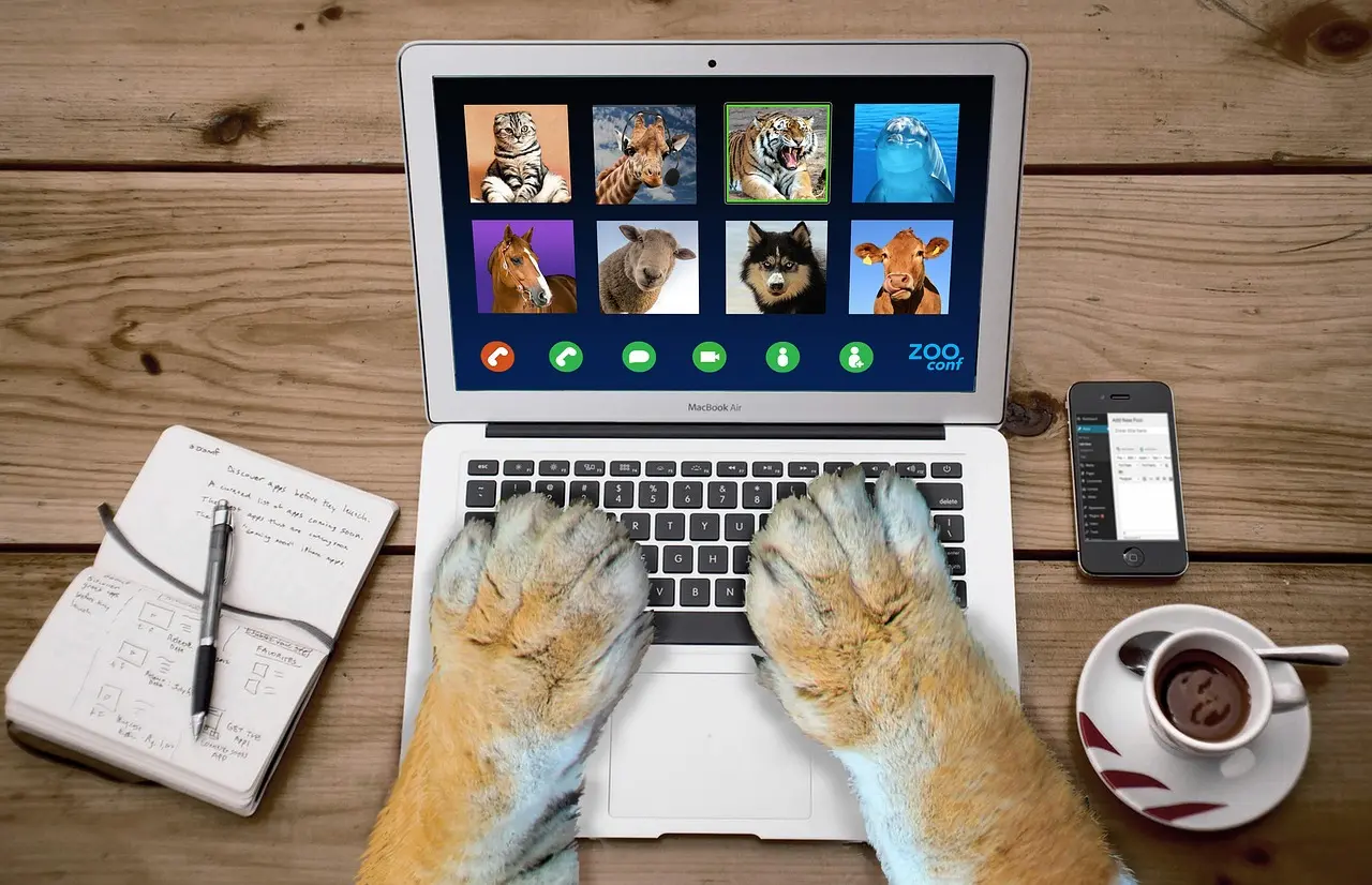Cat Laptop Cat Laptop